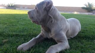 Cane corso 4 month old [upl. by Aramoj]