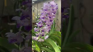 Rhynchostylis Coelestis lan Hải Yến [upl. by Okechuku]