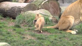 Lion cub triplets pounce on each other and their mom [upl. by Clint]