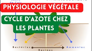 Physiologie végétale  Cycle dazote pour les plantes végétaleazote [upl. by Eltsirk444]