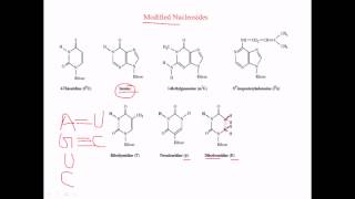 Modified nucleosides in RNA [upl. by Piper]