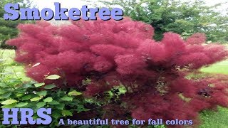 ⟹ Royal Purple Smoketree  Cotinus Coggygria  colorful fall tree [upl. by Daphne]