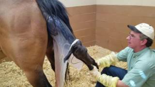 Maiden Mare  Minor Dystocia Attended Foaling  Horse SIde Vet Guide [upl. by Rowen]