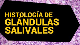 Histología de las glándulas salivales  Dr César Rivera [upl. by Rhiamon746]