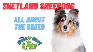 All About Dog Breed Shetland Sheepdog [upl. by Birdt]