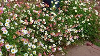 Erigeron karvinskianus Mexican fleabane  Why Sarah Raven Loves This [upl. by Agnese]