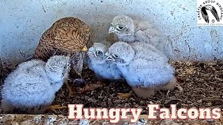 Watch In Awe As Kestrel Brings Lizard To Feed Her 4 Hungry Babies For Over 20 Minutes [upl. by Noiro933]