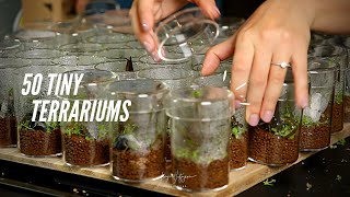 I made 50 TINY TERRARIUMS [upl. by Amiarom395]