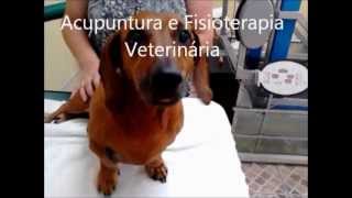 Acupuntura veterinária e fisioterapia veterinária Max teckel [upl. by Parcel]