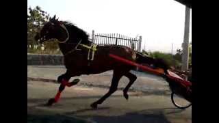 CAVALLO TROTTATORE [upl. by Yderf]