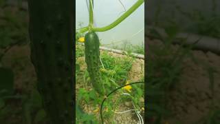 Les CONCOMBRES ARRIVENT  🥒🥒 concombre potager jardin bio garden pucerons maraichage [upl. by Brande]