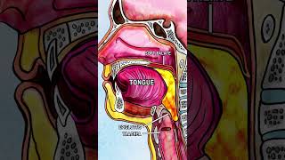 ANATOMY OF SWALLOWING DEGLUTITION anatomy song health animation physiology digestion [upl. by Naelcm]