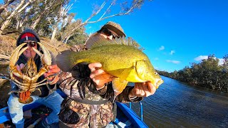 Giant Yellowbelly amp Crayfish From The Goulburn River [upl. by Bounds]