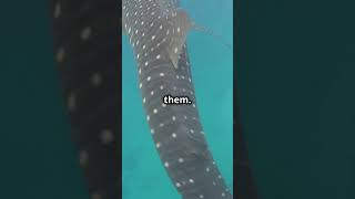 Whale Shark 🦈 The Largest Fish In The Whole World [upl. by Ettenil]