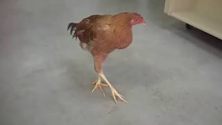 Mareks disease in freerange chicken [upl. by Akinajnat559]