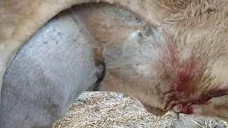 Abdominocentesis in cow Caudal abdominocentesis [upl. by Airtal]