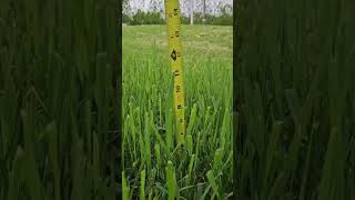 City of Spring Valley MN Ordinance Fails Tall Grass on CityOwned Land rulesfortheebutnotforme [upl. by Notlehs772]