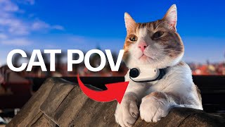 Cat Cam on Rooftops Dont Watch If You Have Fear Of Heights  Ros Vlog part 02 [upl. by Morril]