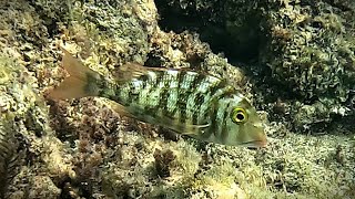 Snubnose emperor Lethrinus borbonicus show instant change of colour 4K [upl. by Tatia]