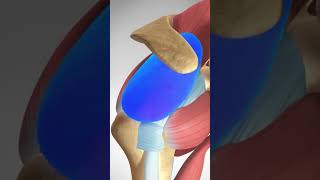 Proximal Biceps Tear Rupture and Repair biceps muscleinjury fitness [upl. by Werbel]