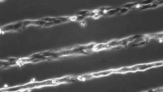 Timelapse Microscopy showing Myoblast Fusion Into Myotubes Folch lab [upl. by Staci518]