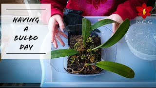 Unmounting Bulbophyllum Orchid harvesting moss amp ranting about TikTok Join me [upl. by Stavro995]