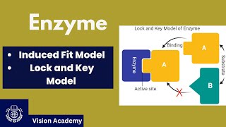 Induced Fit Model  Lock and Key Model  Enzymes [upl. by Slack]