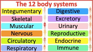 12 Organ Systems  Roles amp functions  Easy science lesson [upl. by Junna]