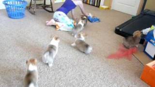 Snickers Corgi Puppies Herd Kitten  Kitten taps them on the Head [upl. by Theta959]