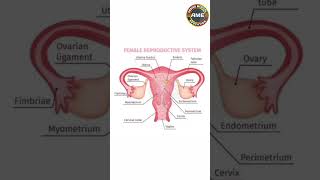 female reproductive system arbindmedicaleducation [upl. by Toiboid748]