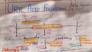 Uric Acid Synthesis Purines Metabolism [upl. by Nnateragram221]