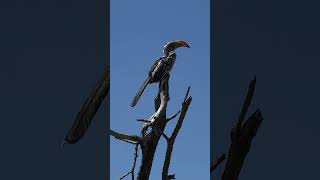 Okavango Delta Botswana [upl. by Rento706]