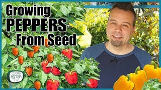 How to Grow Peppers from Seed  Step by Step Instructions [upl. by Ominoreg]