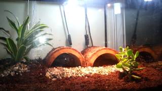 Redfoot Tortoise care and habitat setup [upl. by Etnoid910]