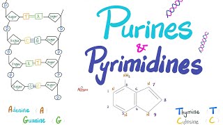 Purines Pyrimidines Nucleotides Nucleosides DNA RNA Denaturation amp Annealing [upl. by Fisch]