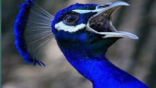 Peacock Sound Full HD Noises [upl. by Le83]