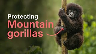 Protecting mountain gorillas across African borders [upl. by Rebmat752]