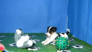 Jack Russell Terrier Macho STA REF200 4 [upl. by Philipson]