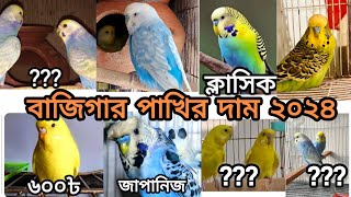 বাজিগর পাখির দাম ২০২৪Budgerigar Bird price In Bangladesh 2024 bazigar [upl. by Cristine265]