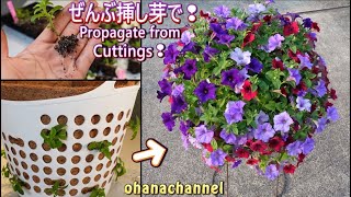 【挿し芽】100均にも売ってるランドリーバスケットにぜんぶ挿し芽🌱でサフィニアを植えてみる🌺Propagate Petunia Surfinia from Cuttings [upl. by Nilre97]