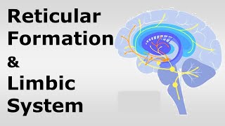 Chp09 RETICULAR FORMATION amp LIMBIC SYSTEM  Snells NeuroAnatomy  Dr Asif Lectures [upl. by Lamaj746]