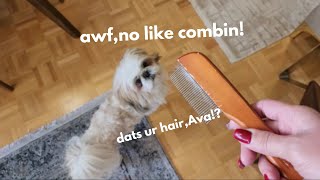 This Is How My Moka Funny Dog Gets Ready To Comb His Hair and Go Out [upl. by Kingsley]