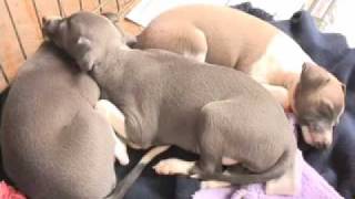 Italian Greyhounds Pros and cons [upl. by Yessac761]