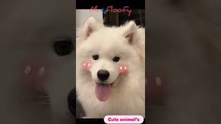 Why Samoyeds Are the Fluffiest Dogs [upl. by Ettezzus758]