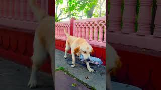 मेरे डॉग ने ट्रेन के साथ क्या किया😭 funnydogs shorts [upl. by Eceinehs535]