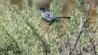 California Gnatcatcher  White Point Nature Preserve  Apr 30 2017 [upl. by Ennaecarg374]