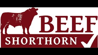 Beef Shorthorn Judging at Stirling Bull Sales on Sunday 20th October 24 [upl. by Innus]