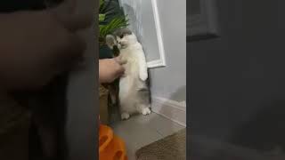 Funny Stalking CAT funnycats petvideos [upl. by Elery565]