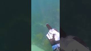 Getting stalked by a wobbegong shark wobbegong spearfishingaustralia [upl. by Red]