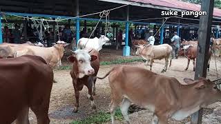 sapi brahman limosin simental sapi lucu sapi joget lembu jinak di pasar hewan [upl. by Ddot]